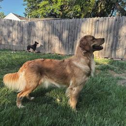 Golden Retriever All Grown Up from Hidden Groves Goldens