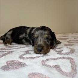 Anna - Dapple female Dachshund puppy in Mountain Grove, Missouri from Happy Hounds and More🐾