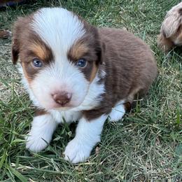 Boy 1 - Red tri male Miniature Australian Shepherd puppy in Amarillo, Texas from Duclops Ranch Aussies
