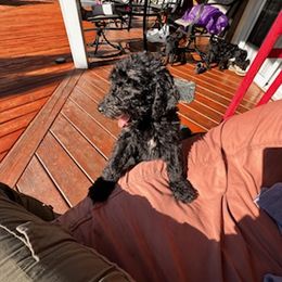 Labradoodles from Kelly’s Doodles