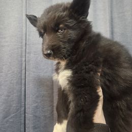 Siberian Husky Puppies from Wild Hunt Huskies