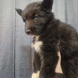 Siberian Husky Puppies from Wild Hunt Huskies