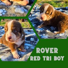 Rover - Red tri-color male Australian Shepherd puppy in Abilene, Texas from S&K Aussies N' Rotties