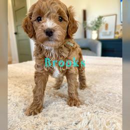 Brooks - Red  male Goldendoodle puppy in Glendale, Arizona from Follow Your Bliss Doodles