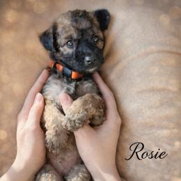 Rosie - Wheaten female Whoodle puppy in Knoxville, Tennessee from Fleury Farm Doodles TN