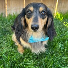 Murphy - Dachshund