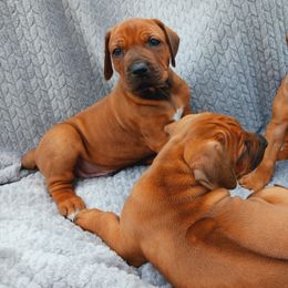 Rhodesian Ridgebacks from Country View Ridgebacks