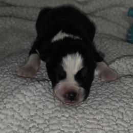 Spot - Black and white male Siberian Husky puppy in Kansas City, Missouri from Anuun's Huskies