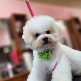 Boy 1 - White male Bichon Frise puppy in Lake Elsinore, California from Amber's Bichon Frise and Poodles
