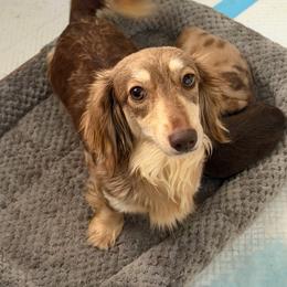 Gabby - Dachshund