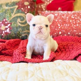 Blitz - White female French Bulldog puppy in Shields, Michigan from Mid-Michigan Frenchies