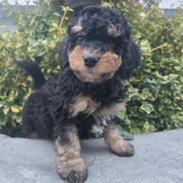 Brody - Tri-color male Bernedoodle puppy in Blackfoot, Idaho from Draper Mountain Doodles