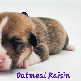 Oatmeal Raisin - Red female Pembroke Welsh Corgi puppy in Kiowa, Colorado from Cool Water Corgis LLC
