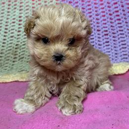 Autumn - Apricot female Maltipoo puppy in Lancaster, Kentucky from Dream Paws Puppies, LLC
