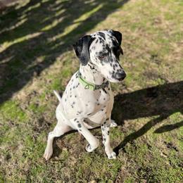 Dalmatian Puppies from Hallmark Dalmatians;