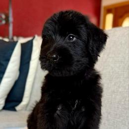 Girl 1 - Black female Giant Schnauzer puppy in Wildomar, California from My Angel Schnauzers