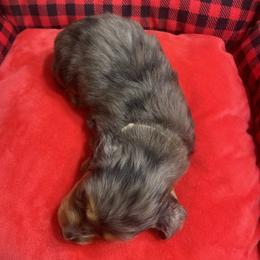 Dachshund Puppies from KW’s Doxies