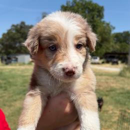 Girl 1 - Red merle female Border Collie puppy in Shawnee, Oklahoma from Cross K Working Collies - Pure Bred Border Collies