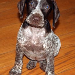 German Shorthaired Pointer Puppies from Claddagh Kennels