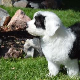 Old English Sheepdogs from Bugaboo Old English Sheepdog