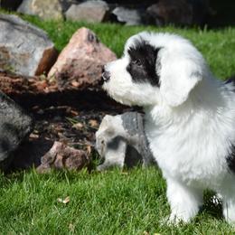 Old English Sheepdogs from Bugaboo Old English Sheepdog