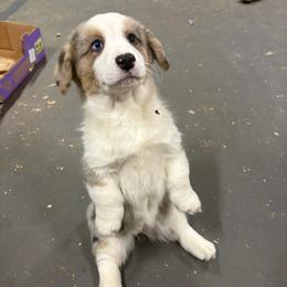 Boots - Blue merle and white female Cardigan Welsh Corgi puppy in Snohomish County, Washington from Oryan Goldens and Pugs and Cardinali Cardigan Welsh Corgi