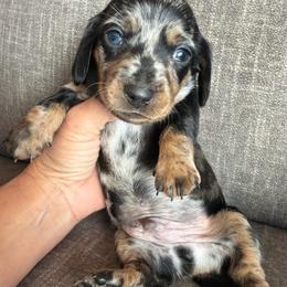Maverick - Dapple male Dachshund puppy in Tonopah, Arizona from Brandie's Dachshunds