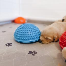 Golden Retriever Puppies from Gillit Family Goldens of NTX