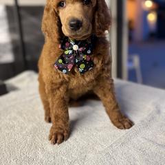 Black collar - Red  male Poodle puppy in Riverside, California from Riverside red poodles