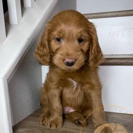 Colby - Red  male Goldendoodle puppy in Murrieta, California from Apricot Poodles & Goldendoodles, LLC