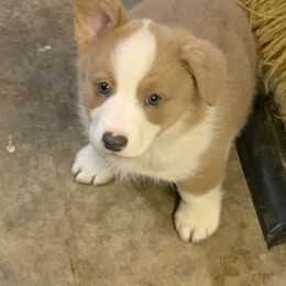 Pembroke Welsh Corgi Puppies from Anita’s little Corgi Haven