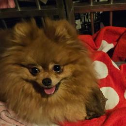 Pomeranian puppies from Layna's Pomeranians & Chihuahuas