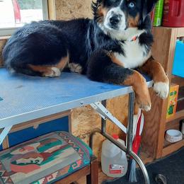 Sky - Miniature American Shepherd