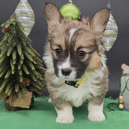 Spark(1600) - Sable female Pembroke Welsh Corgi puppy in Dickeyville, Wisconsin from J&R Shepherds & Corgis