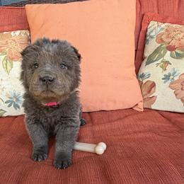Angelis - Blue dilute female Chinese Shar-Pei puppy in Auburn, Kansas from Justin's Chinese Shar-Pei