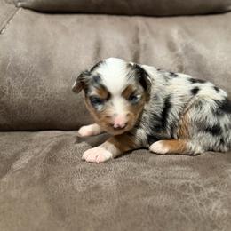 Gloria - Fall Sale - Blue merle female Miniature Australian Shepherd puppy in Oronogo, Missouri from Dutton's Show Me Farms