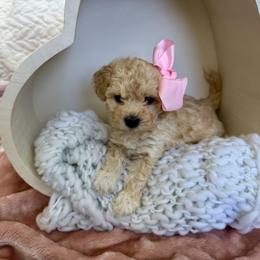 Havapoo Puppies from Snuggle Buddies