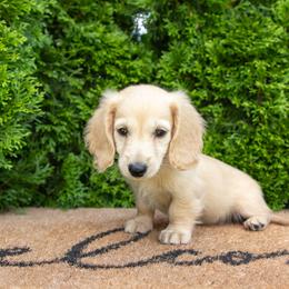 Clark - Cream male Dachshund puppy in Lagrange, Indiana from Royal Paws