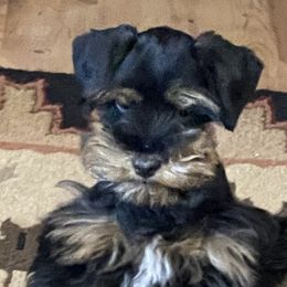 ChaCha - Miniature Schnauzer