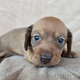 Betty - Sable female Dachshund puppy in Signal Mountain, Tennessee from Hot Diggity Doxens