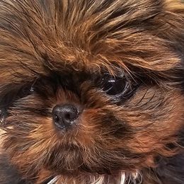Shih Tzus from Mountain Laurel Shihtzu