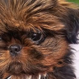 Shih Tzus from Mountain Laurel Shihtzu