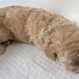 Bernedoodle, Bernese Mountain Dog, Cavalier King Charles Spaniel, Cavapoo, and Poodle Puppies from Ellas.Pups (Bernedoodles & Cavapoos)