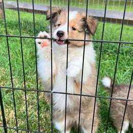 Shetland Sheepdog Puppies from Cheri Spangler's Shetland Sheepdogs