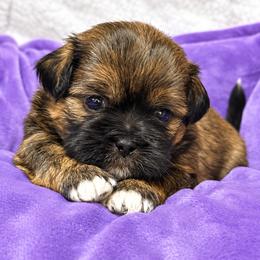 Sydney - Red female Shih Tzu puppy in Tallahassee, Florida from Bows and Bow Ties