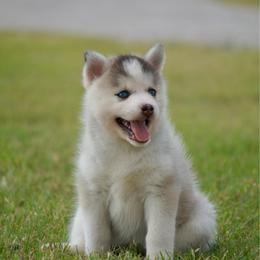 Ryobi - Silver female Pomsky puppy in Krum, Texas from Paw-Some Pomskies