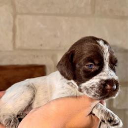 Purple - Brown and gray female Wirehaired Pointing Griffon puppy in Devine, Texas from Tombstone Kennels