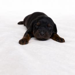 Adele - Black and tan female Cavapoo puppy in Springfield, Ohio from Dawson's Royal Companions