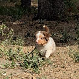 Ron - Red merle male Miniature Australian Shepherd puppy in Bend, Oregon from Wonderland Aussies
