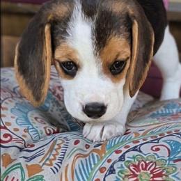 Percy Grace - Black tan and white female Beagle puppy in Jerome, Missouri from Beam's Beagles